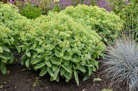 Lemonjade Sedum