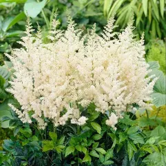 Deutschland Astilbe