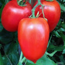 Amish Paste Tomato
