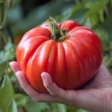 Mortgage Lifter Tomato