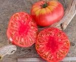 Marianna's Peace Tomato