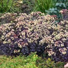 Night Light Sedum
