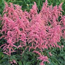 Bressingham Beauty Astilbe