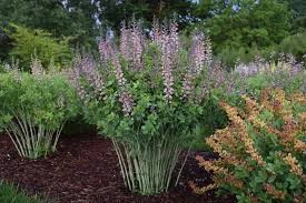 Pink Truffles Baptisia