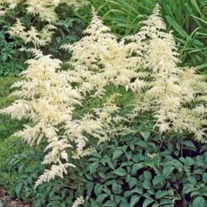 Bridal Veil Astilbe