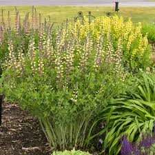 Pink Lemonade Baptisia
