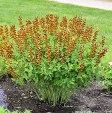 Honey Roasted Baptisia