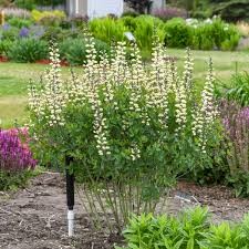 Cherries Jubilee Baptisia
