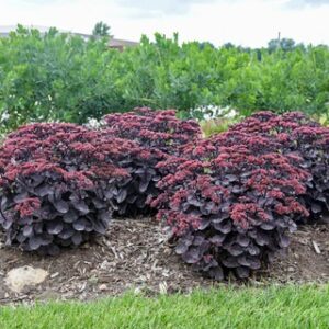 Midnight Velvet Sedum
