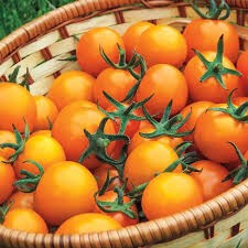 Sungold Cherry Tomato