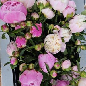 Signature Peony Bouquet