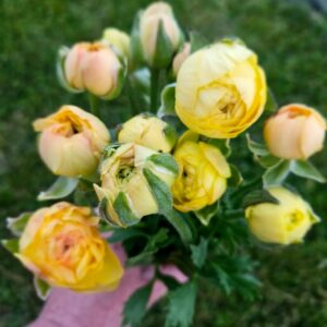 Signature Ranunculus Bouquet